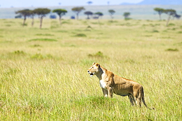 Lioness Surveying The Land At The Serengeti Plains, Tanzania