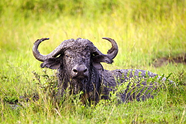 Water Buffalo Covered In Mud From A Bath In A Watering Hole At The Serengeti Plains, Tanzania