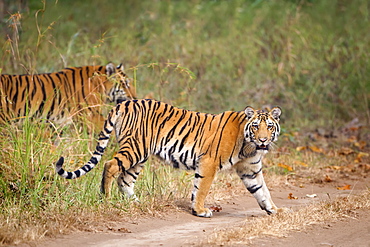 Bengal Tigers (Panthera Tigris Tigris) Walking At The Pench National Park, Madhya Pradesh, India