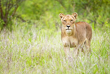 Female Lion On The Prowl At The Serengeti Plains, Staring Directly Into The Camera, Tanzania