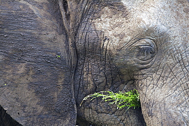 An Extreme Close Up Of An Elephant Feeding Itself At Serengeti Plains, South Africa