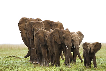 A Family Of Elephants Strolls Across The Serengeti Plains, South Africa
