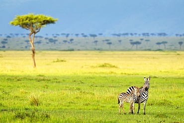 Zebras On The Serengeti Plains, South Africa