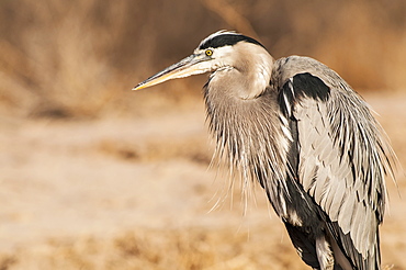 A Great Blue Heron (Ardea Herodias) Rests On A Winter Morning In Bosque Del Apache National Wildlife Refuge, New Mexico, United States Of America