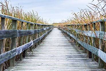 A Weathered Wooden Boardwalk Lined With Tall Grasses, Riverton, Manitoba, Canada