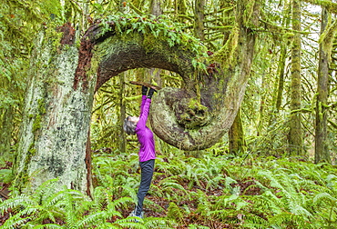 A Woman Looks Up At An Old Growth Seed Tree In Cowichan Valley Regional Park On Vancouver Island, Duncan, British Columbia, Canada