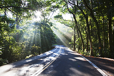 The Road To Hana With Sunlight Shining Through Trees, Maui, Hawaii, United States Of America