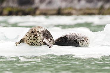 Harbor Seals (Phoca Vitulina) Hauled Out On Iceberg In Front Of Dawes Glacier In Endicott Arm Or Tracy Arm-Fords Terror Wildernesss In Southeast Alaska, South Of Juneau, Alaska, United States Of America