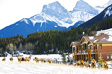 Herd Of Elk Grazing In Residential Area Without Fear Of Humans, Canmore, Alberta, Canada