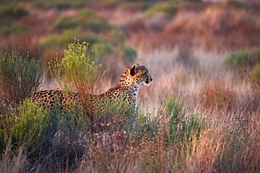 Cheetah Watching In The Tall Grass, South Africa