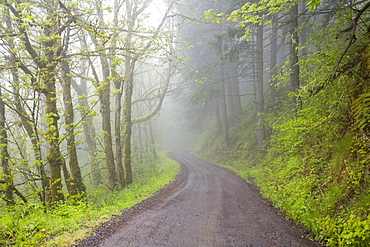 Road Through Forest, Oregon, United States Of America