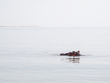 Hippopotamus In Lake Tana, Bahar Dar, Amhara Region, Ethiopia