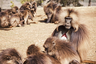 Male Gelada Baboon And Female Harem, Simien Mountains National Park, Simien Mountains, Gondar Province, Amhara Region, Ethiopia