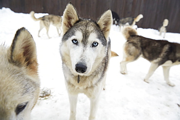 Sled Dogs At The Haliburton Forest And Wildlife Reserve, Ontario, Canada