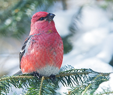 Pine Grosbeak (Pinicola Enucleator), Ontario, Canada