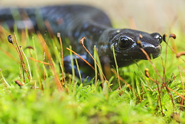 Blue-Spotted Salamander (Ambystoma Laterale) Crawling Over Moss, Ontario, Canada