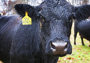 Black Angus Cow With A Yellow Ear Tag Looking At Camera, Kentucky, United States Of America