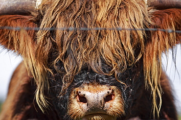 Flies On Highland Cattle, Kananaskis Country, Alberta, Canada