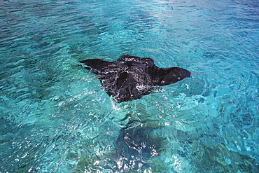 Manta Ray Swimming In The Ocean Water, Tahiti