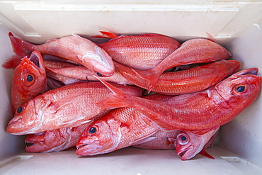 Fresh Caught Pink Fish In A Cooler, Tahiti