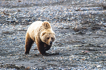 A Grizzly Bear Walking Across The Gravel Bar Of The Teklanika River In Denali National Park On A Spring Day.