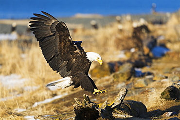 Bald Eagle (Haliaeetus Leucocephalus) Landing On Driftwood, Homer, Alaska, United States Of America