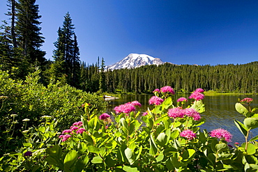 Wildflowers, Mount Rainier, Mount Rainier National Park, Washington, United States Of America