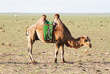 Bactrian Camel (Camelus Bactrianus), Gobi Gurvansaikhan National Park, Ã–mnÃ¶govi Province, Mongolia