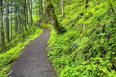 Pathway, Columbia River Gorge, Oregon, United States Of America