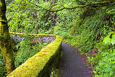 Pathway Through Forest, Columbia River Gorge, Oregon, United States Of America