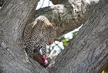 Leopard In Tree Licking Lips While Feeding On Wildebeest Calf Near Ndutu, Ngorongoro Crater Conservation Area, Tanzania