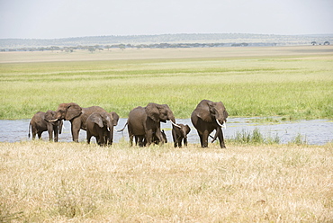 Elephant Family Group In Silale Swamp, Tarangire National Park, Tanzania