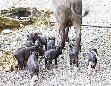 Sow And Piglets, Pulao Asei, Island In Lake Sentani, Papua, Indonesia