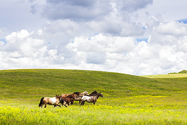 Horses In A Field, Winnipeg, Manitoba, Canada