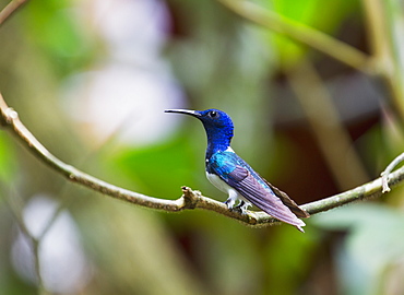 White-Necked Jacobin (Florisuga Mellivora) Hummingbird In The Cloud Forest, Mindo, Pichincha, Ecuador