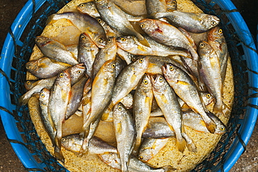 Small Fish In A Plastic Basket, Xiamen (Bashi) Local Market, Fujian, China