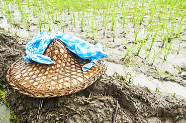 Detail Of The Rice Plants And Traditional Chinese Hat, Scene From A Small Village Near To Wuyuan, Jiangxi Province, China