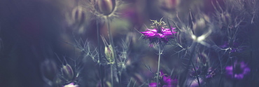 Purple Blossoms, Prague, Czech Republic