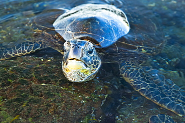 Green Sea Turtle (Chelonia Mydas) In The Water, Island Of Hawaii, Hawaii, United States Of America