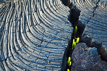 Fresh Green Ferns Growing Through A Crack Of Kalauea Lava Flow, Roping And Banding Pahoehoe, At Kalapana Gardens Subdivision, Island Of Hawaii, Hawaii, United States Of America