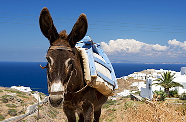 A Donkey In A Field, Sifnos, Cyclades, Greek Islands, Greece