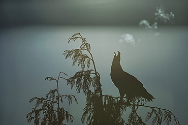 Bald Eagle (Haliaeetus Leucocephalus) And It Breath Backlit By The Rising Sun, British Columbia, Canada