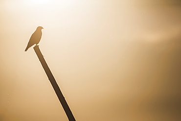 Ferruginous Hawk (Buteo Regalis), Saskatchewan, Canada