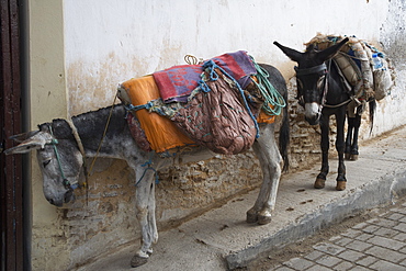 Two Donkeys Tied Up With Relatively Light Backpacks, Fes, Morocco