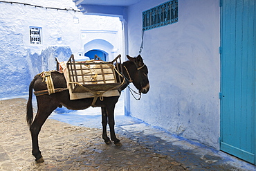 Mule Waiting Patiently In The Street, Chefchaouen, Morocco