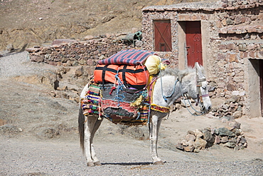 Rustic Scene Of Mule Carrying Supplies, Azilal, Morocco