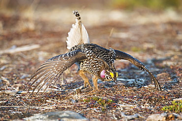 Male Sharp-Tailed Grouse Struts During Spring Mating Dance, Interior Alaska