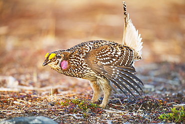 Male Sharp-Tailed Grouse Struts During Spring Mating Dance, Interior Alaska