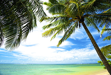 Palm Trees And Turquoise Water, Kauai, Hawaii, United States Of America