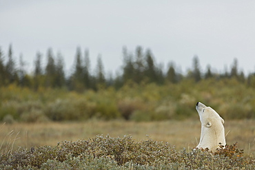 Polar Bear (Ursus Maritimes) Sticking Its Head Above The Foliage, Manitoba, Canada